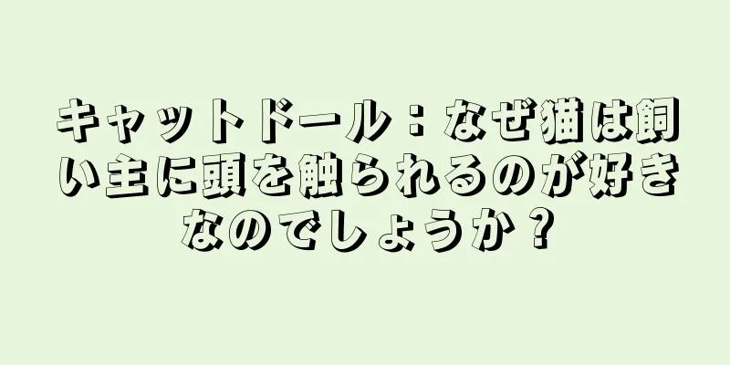 キャットドール：なぜ猫は飼い主に頭を触られるのが好きなのでしょうか？