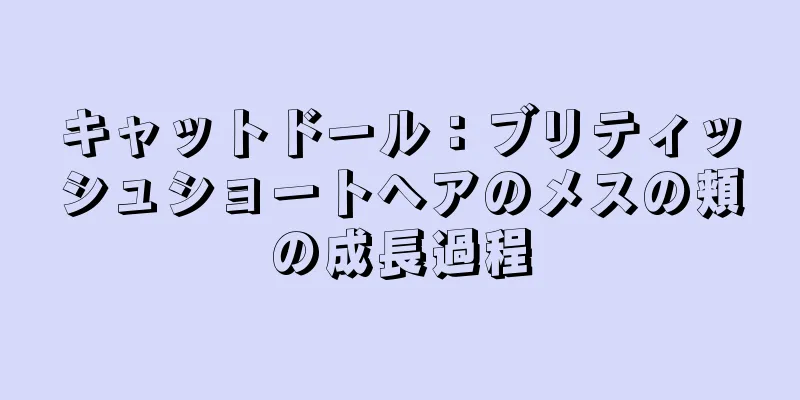 キャットドール：ブリティッシュショートヘアのメスの頬の成長過程