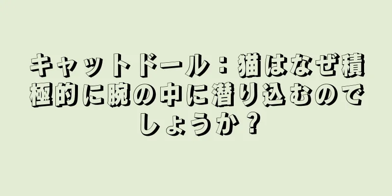 キャットドール：猫はなぜ積極的に腕の中に潜り込むのでしょうか？