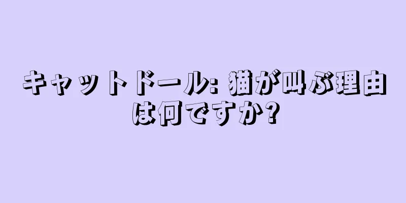 キャットドール: 猫が叫ぶ理由は何ですか?