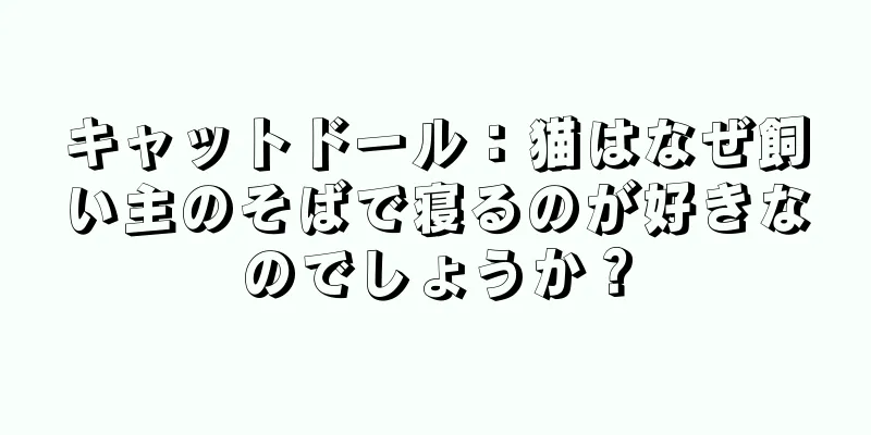 キャットドール：猫はなぜ飼い主のそばで寝るのが好きなのでしょうか？