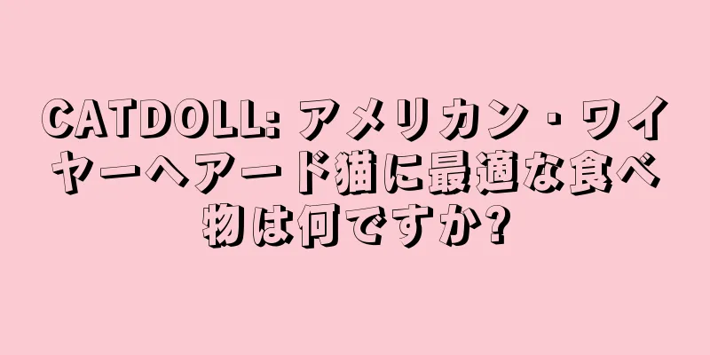 CATDOLL: アメリカン・ワイヤーヘアード猫に最適な食べ物は何ですか?