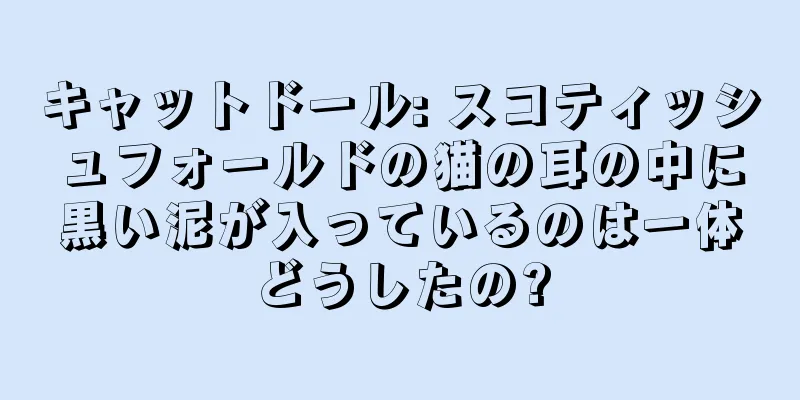 キャットドール: スコティッシュフォールドの猫の耳の中に黒い泥が入っているのは一体どうしたの?