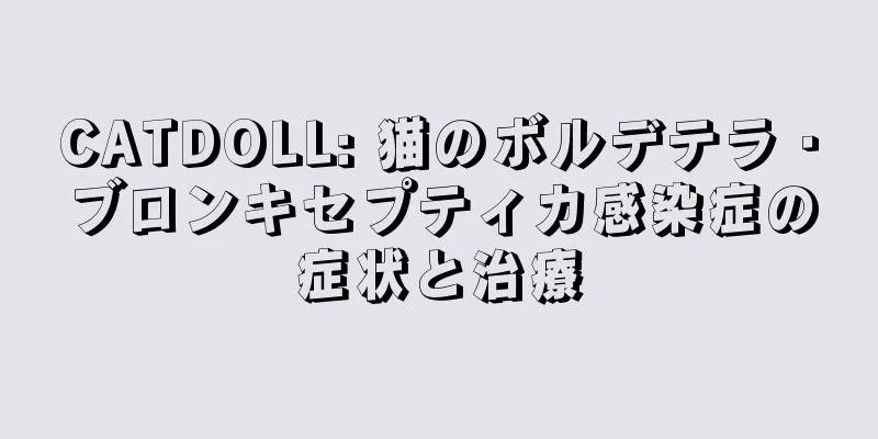 CATDOLL: 猫のボルデテラ・ブロンキセプティカ感染症の症状と治療