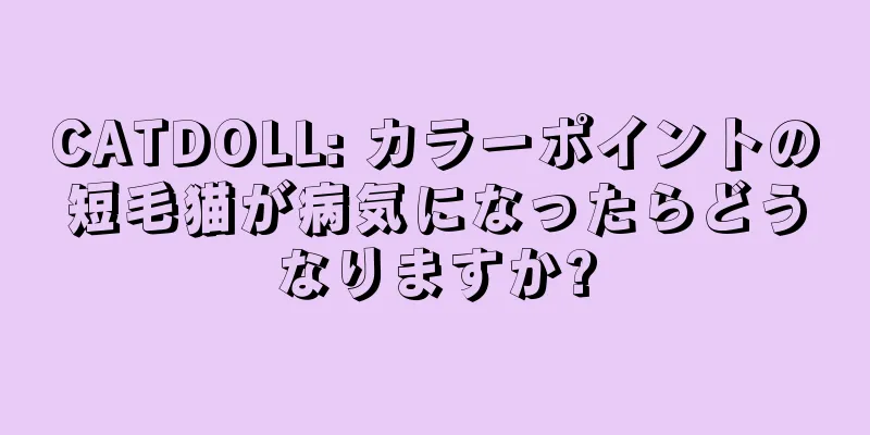 CATDOLL: カラーポイントの短毛猫が病気になったらどうなりますか?