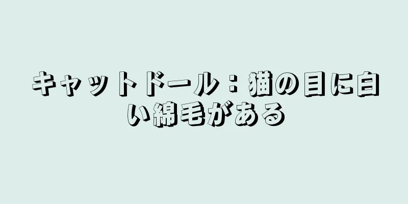 キャットドール：猫の目に白い綿毛がある