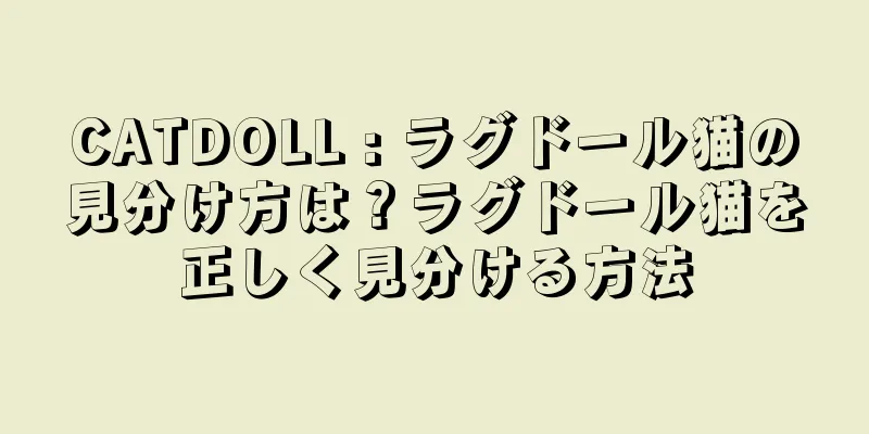 CATDOLL : ラグドール猫の見分け方は？ラグドール猫を正しく見分ける方法