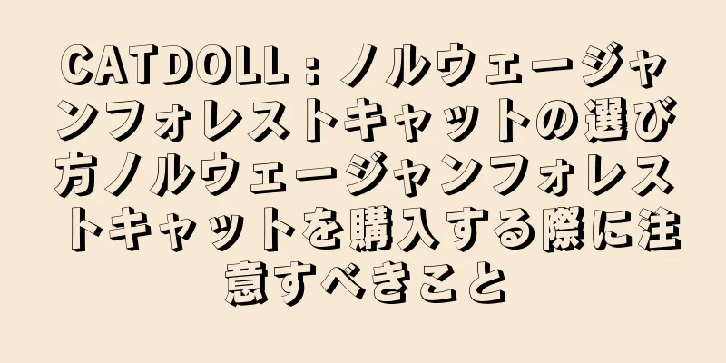 CATDOLL : ノルウェージャンフォレストキャットの選び方ノルウェージャンフォレストキャットを購入する際に注意すべきこと