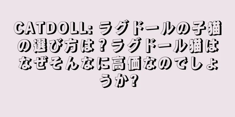 CATDOLL: ラグドールの子猫の選び方は？ラグドール猫はなぜそんなに高価なのでしょうか?