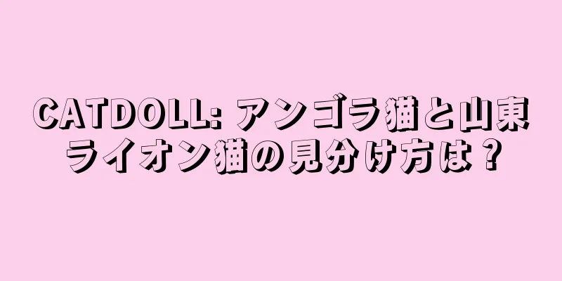 CATDOLL: アンゴラ猫と山東ライオン猫の見分け方は？