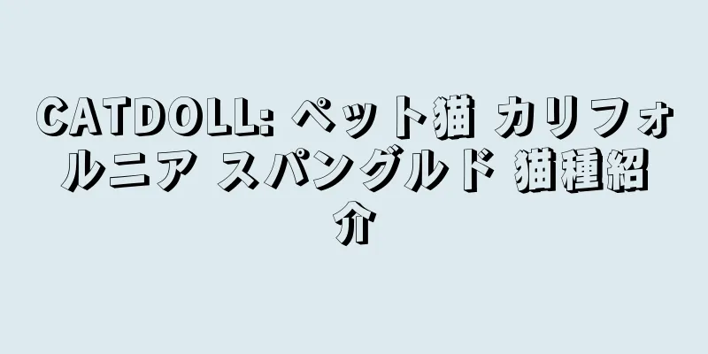 CATDOLL: ペット猫 カリフォルニア スパングルド 猫種紹介