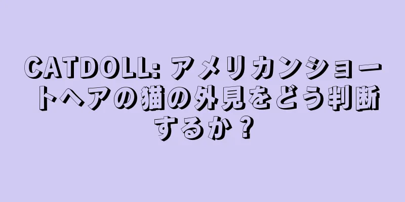CATDOLL: アメリカンショートヘアの猫の外見をどう判断するか？