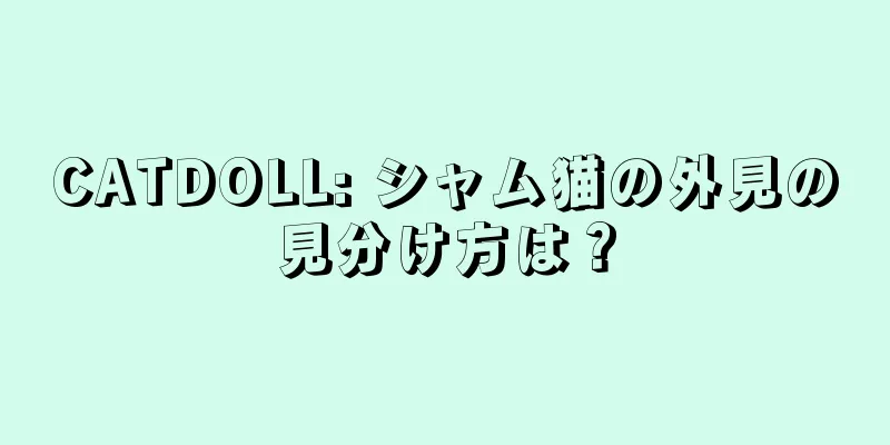 CATDOLL: シャム猫の外見の見分け方は？