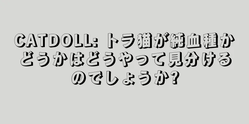 CATDOLL: トラ猫が純血種かどうかはどうやって見分けるのでしょうか?
