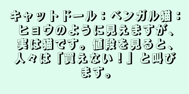 キャットドール：ベンガル猫：ヒョウのように見えますが、実は猫です。値段を見ると、人々は「買えない！」と叫びます。
