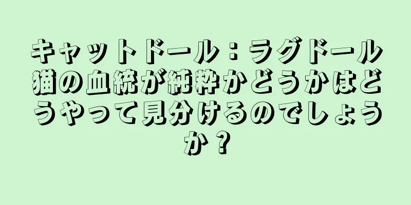キャットドール：ラグドール猫の血統が純粋かどうかはどうやって見分けるのでしょうか？