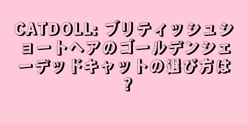 CATDOLL: ブリティッシュショートヘアのゴールデンシェーデッドキャットの選び方は？
