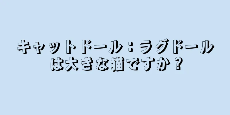 キャットドール：ラグドールは大きな猫ですか？