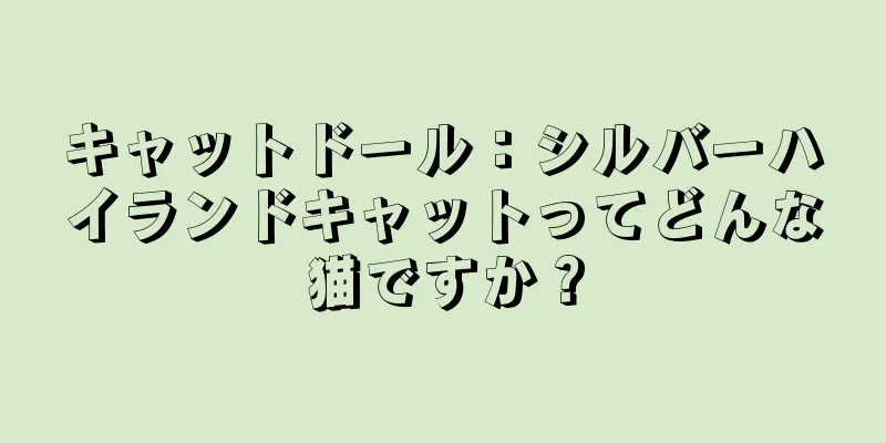 キャットドール：シルバーハイランドキャットってどんな猫ですか？