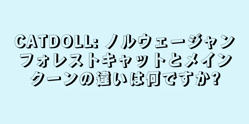 CATDOLL: ノルウェージャンフォレストキャットとメインクーンの違いは何ですか?