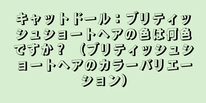 キャットドール：ブリティッシュショートヘアの色は何色ですか？ （ブリティッシュショートヘアのカラーバリエーション）