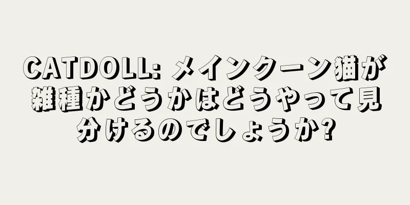 CATDOLL: メインクーン猫が雑種かどうかはどうやって見分けるのでしょうか?