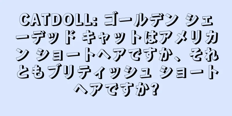 CATDOLL: ゴールデン シェーデッド キャットはアメリカン ショートヘアですか、それともブリティッシュ ショートヘアですか?