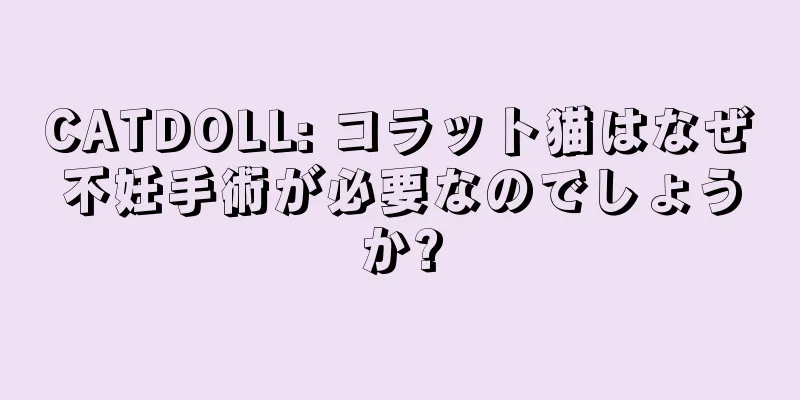 CATDOLL: コラット猫はなぜ不妊手術が必要なのでしょうか?