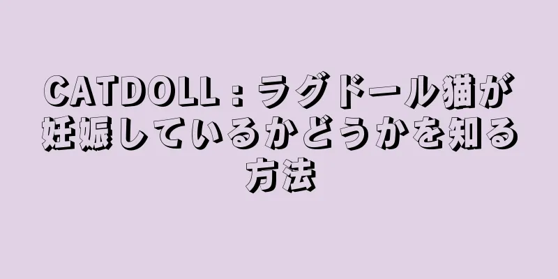 CATDOLL : ラグドール猫が妊娠しているかどうかを知る方法
