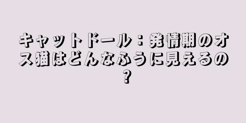 キャットドール：発情期のオス猫はどんなふうに見えるの？