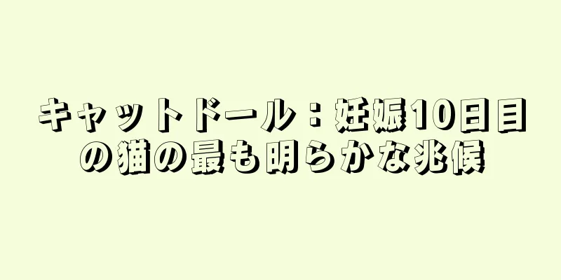 キャットドール：妊娠10日目の猫の最も明らかな兆候