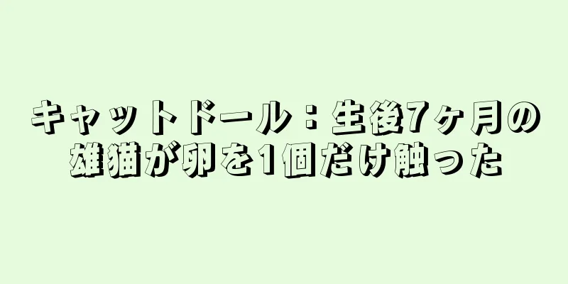 キャットドール：生後7ヶ月の雄猫が卵を1個だけ触った