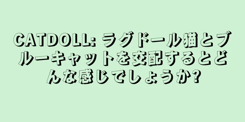 CATDOLL: ラグドール猫とブルーキャットを交配するとどんな感じでしょうか?